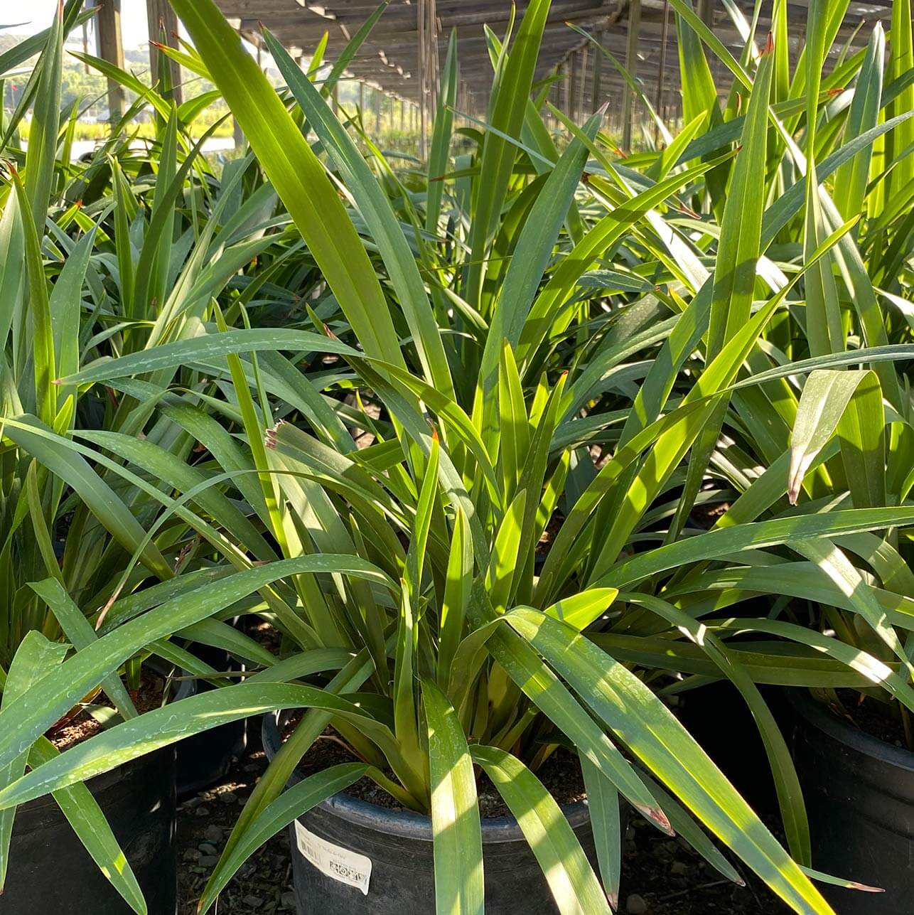 Group of decorative landscaping grasses called Dianella Tasmanica 'Tas Red', Tasmanian Flax Lily.