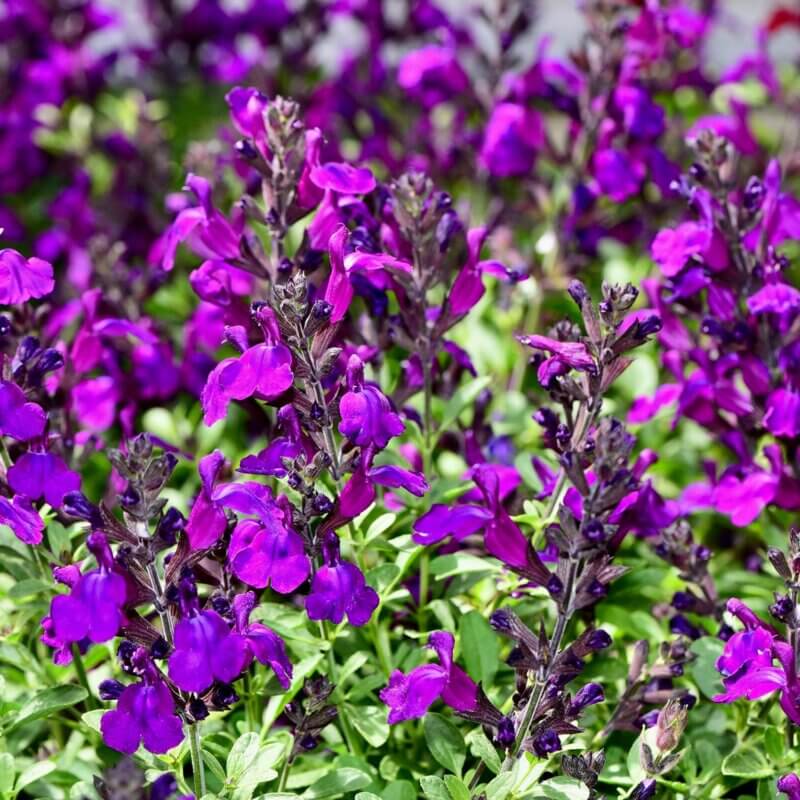 Salvia greggii 'Purple' - Autumn Sage | Western Star Nurseries