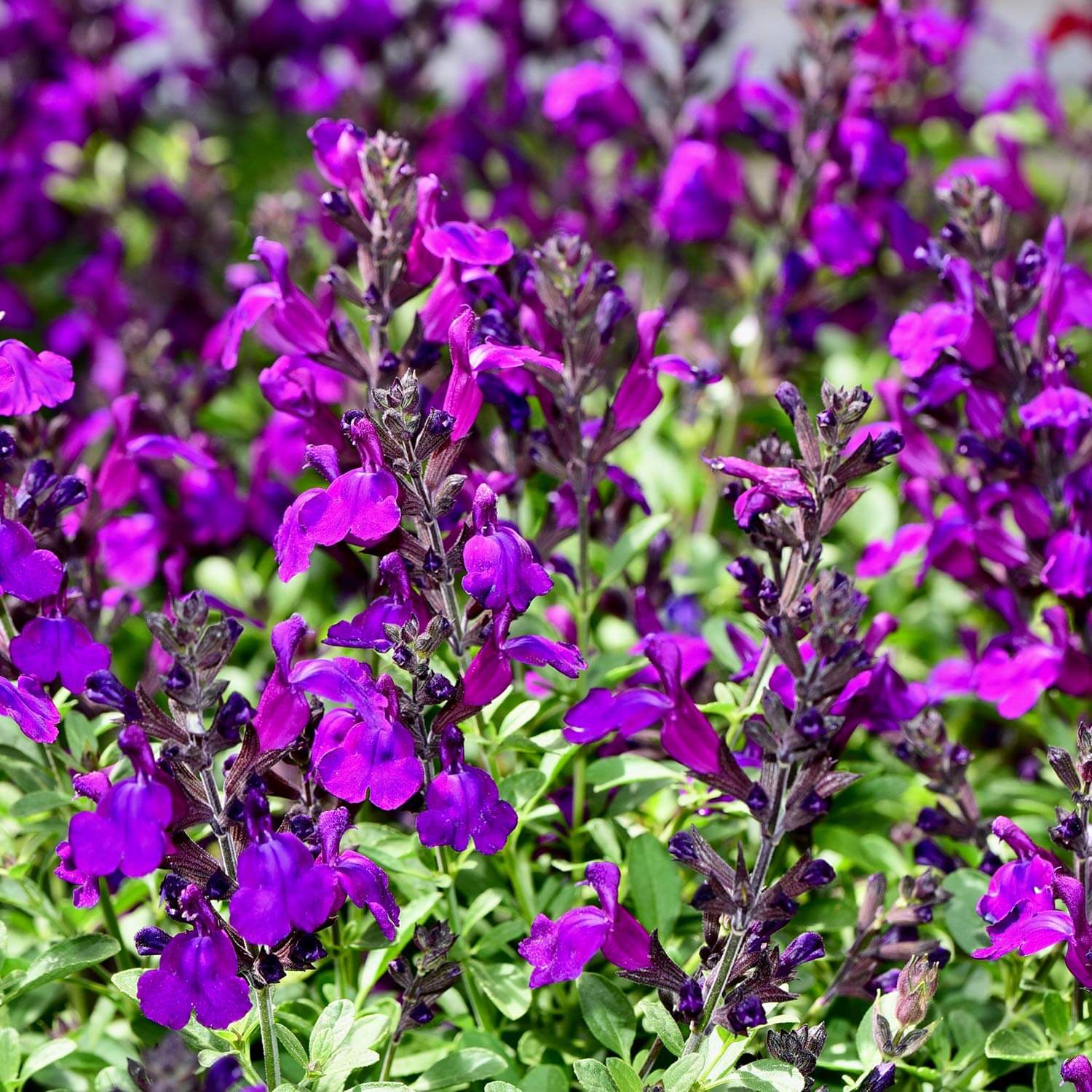 Close up of group of purple flowers from a Salvia Greggii 'Purple', Autumn Sage, shrub