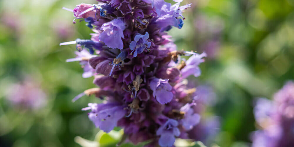 Close up of a blue-purple flower stalk on a Agastache 'Blue Boa', Blue Boa Agastache, with a blurred green foliage background