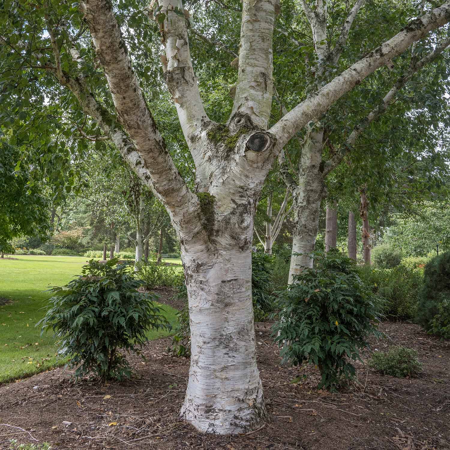 Base of trunk with white bark and green branch ends on a Betula Utilis Var. Jacquemontii, Himalayan Birch, tree
