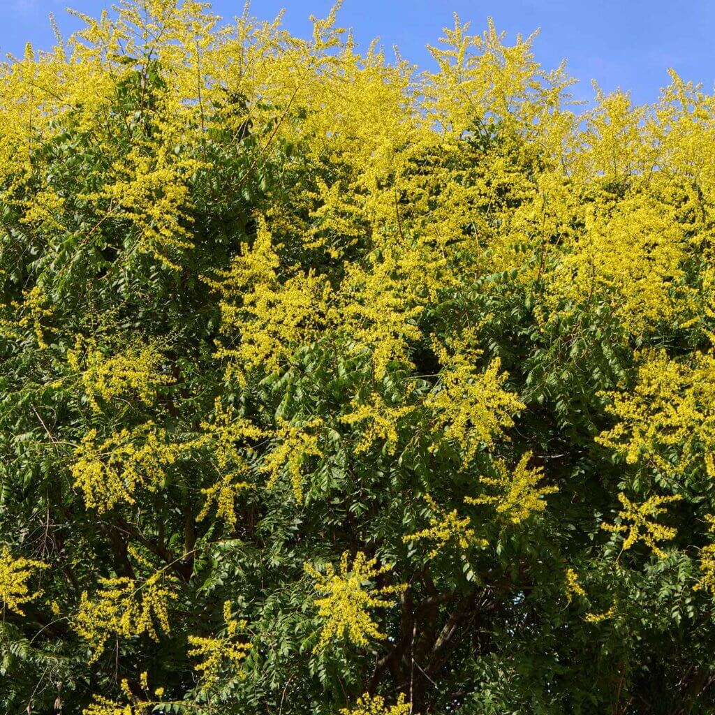 Koelreuteria paniculata, Golden Rain Tree, with clusters of yellow flowers