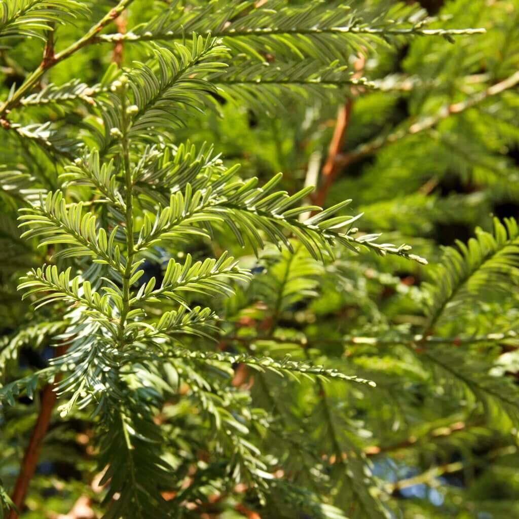 Close up of blue green needle foliage on the branches of a Sequoia sempervirens 'Aptos Blue', Coast Redwood, tree