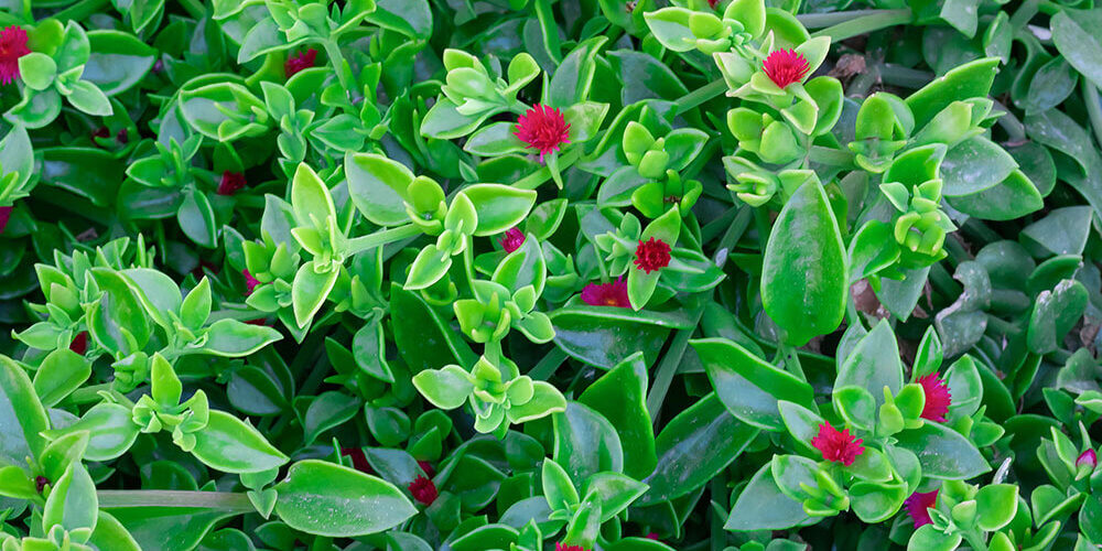 Some heart shaped variegated green leaves with magenta flowers from a Aptenia Cordifolia, Baby Sun Rose, groundcover