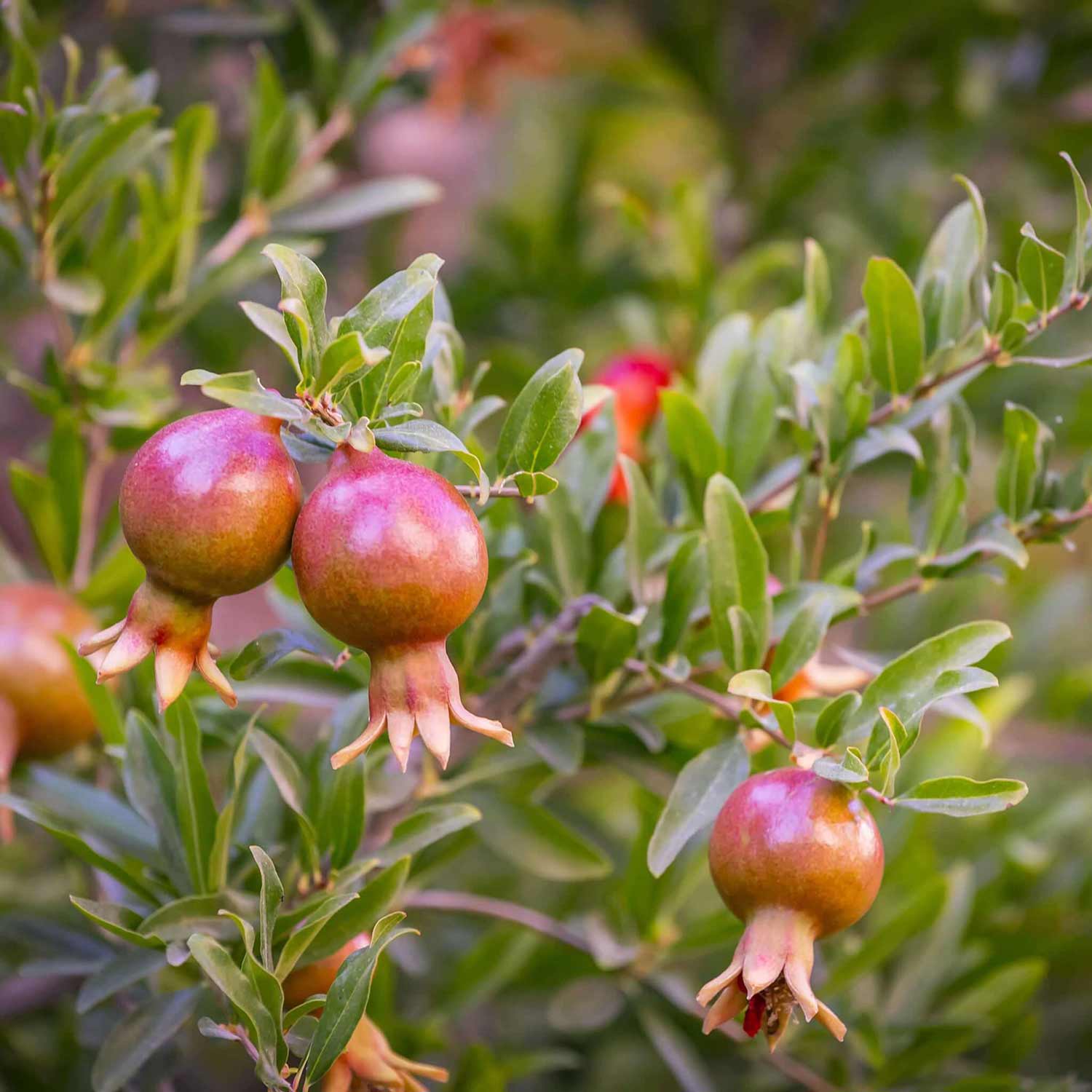 Small hanging pomegranate fruit on a Dwarf Pomegranate, Punica granatum 'Nana', bush with out of focus background