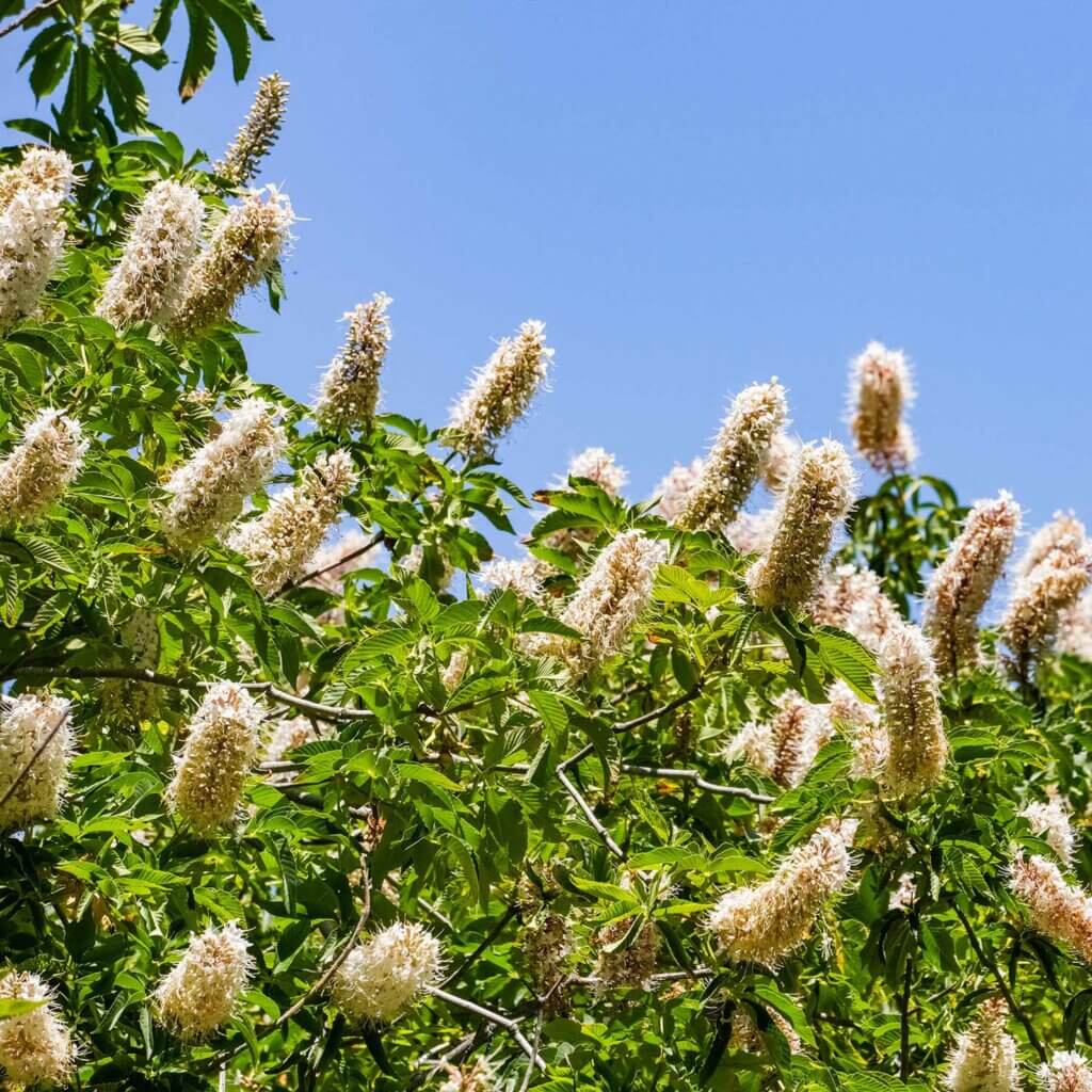 White flower spikes above the foliage on a Aesculus californica, California Buckeye, tree