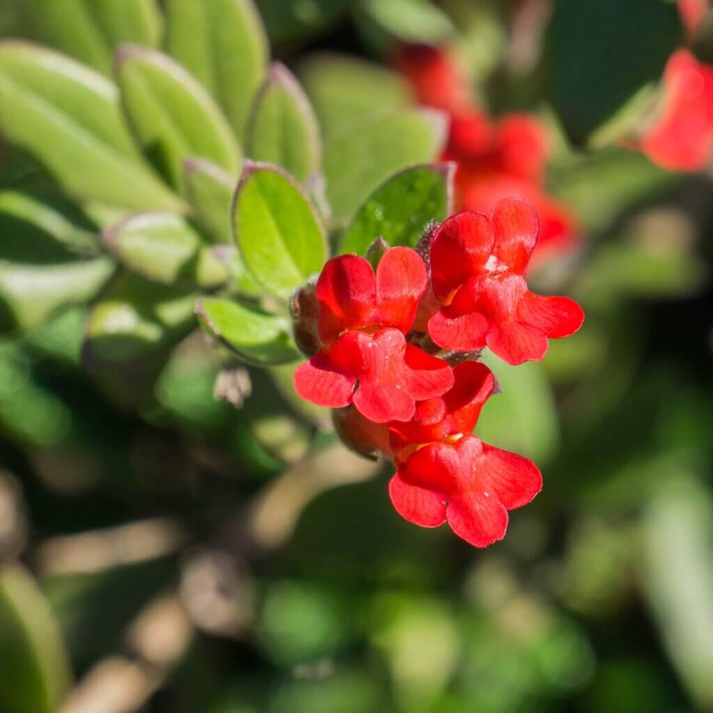 The red tubular flower close up with foliage in background of a Gambelia speciosa, island bush snapdragon plant