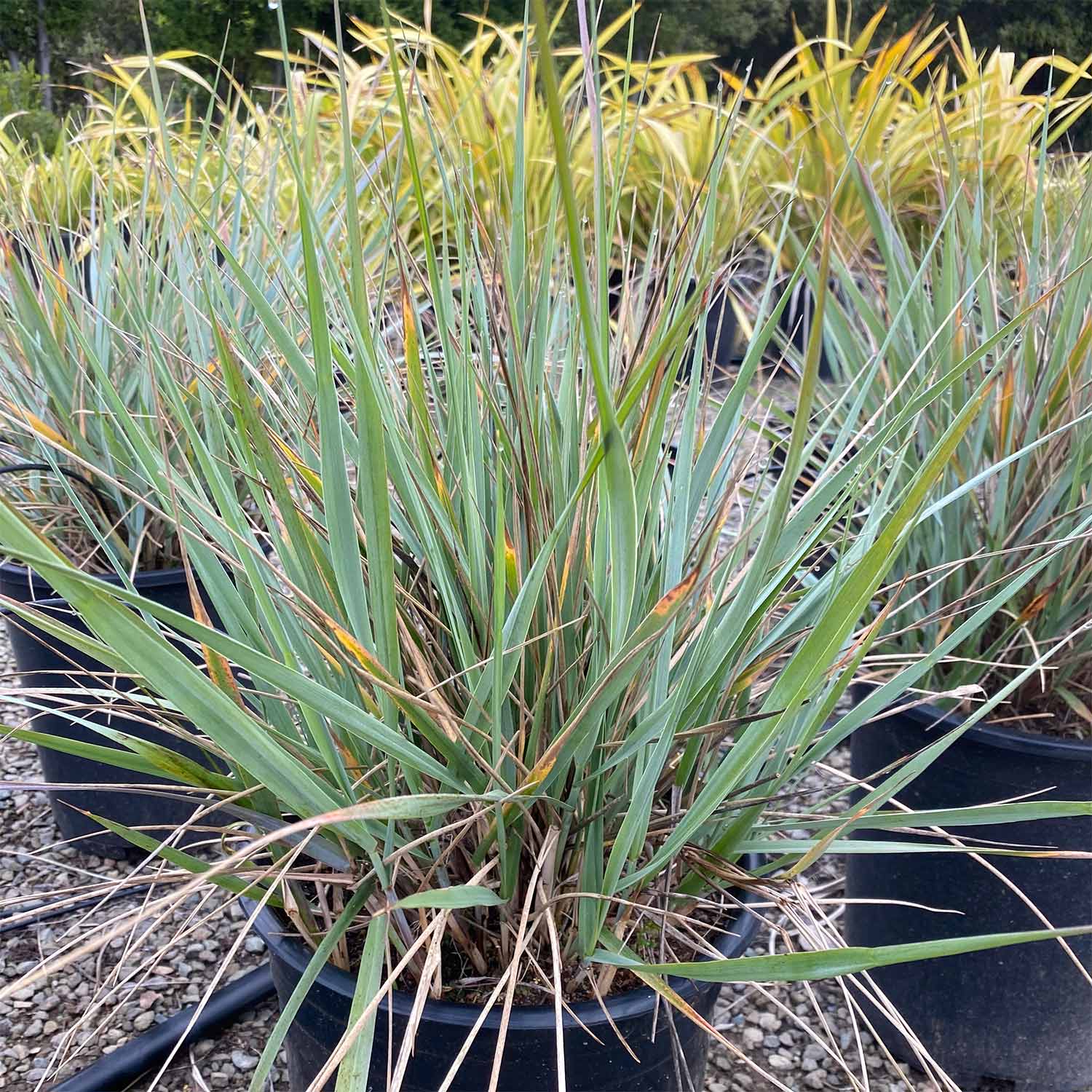 Delicate blue-green, grass-like foliage from a Leymus condensatus 'Canyon Prince', Canyon Prince Wild Rye, bush