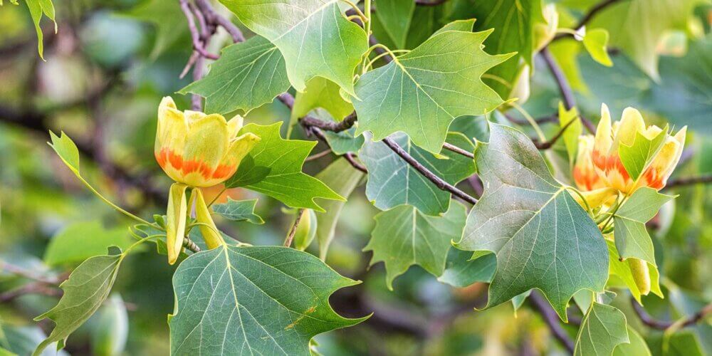 Blooming yellow and orange flowers on the branch of a Liriodendron Tulipifera, Tulip Tree, tree