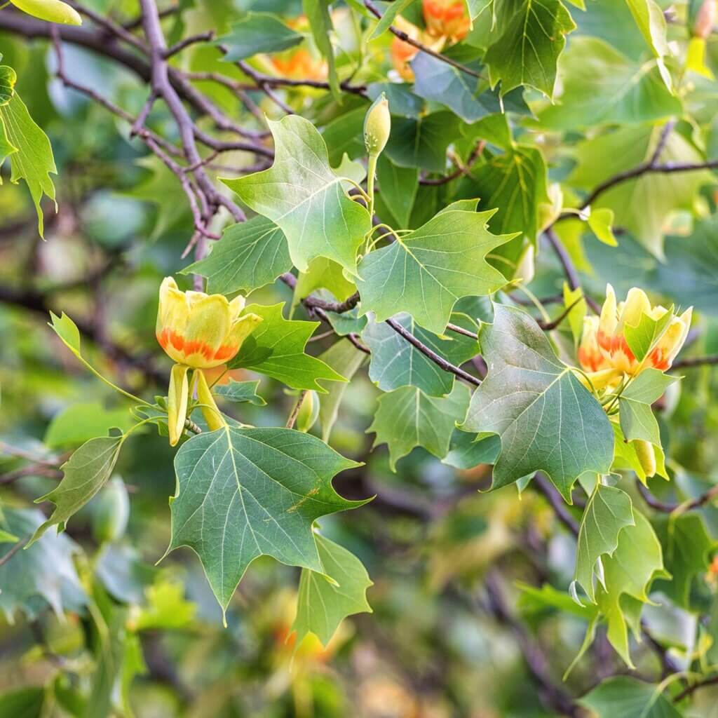 Blooming yellow and orange flowers on the branch of a Liriodendron Tulipifera, Tulip Tree, tree