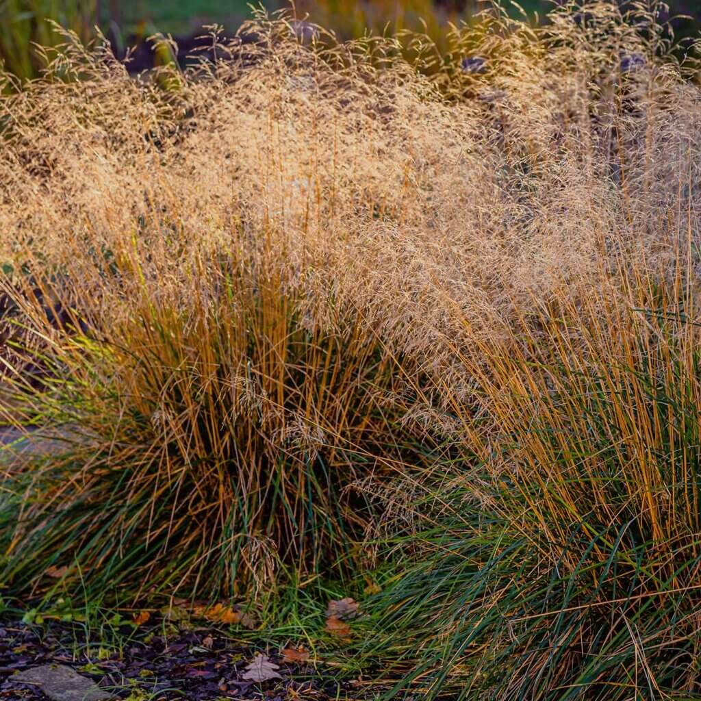 Broad view of the foliage and feather-like gold flowers of a Deschampsia cespitosa, tufted hair grass.