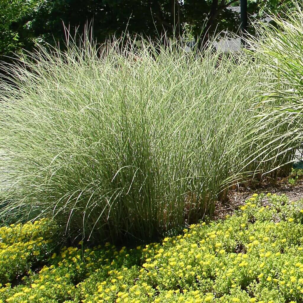 Green grass shrub planted on hillside surrounded by yellow flowers. Miscanthus sinensis 'Morning Light', Morning Light Japanese Silver Grass.