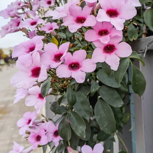 Pandorea jasminoides 'Rosea' - Pink Bower Vine | Western Star Nursery