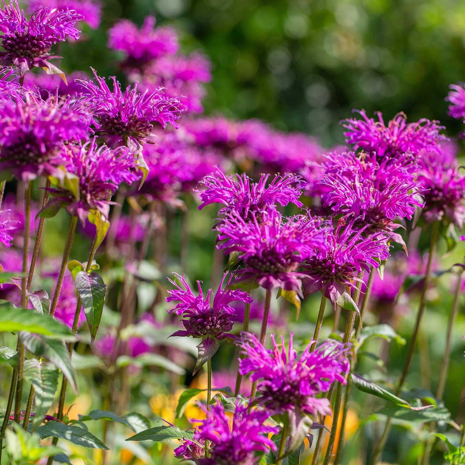 Cluster of purple flowers from a Monarda didyma 'Pocahontas Purple Rose', with out of focus foliage. Commonly known by Pocahontas Purple Rose Bee Balm.