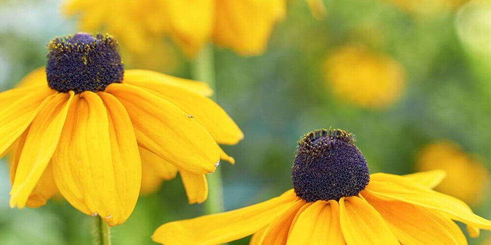 Three yellow daisy-like flowers from a Rudbeckia 'Glitters Like Gold' (Black Eyed Susan) in bloom with gumdrop centers and a out of focus background