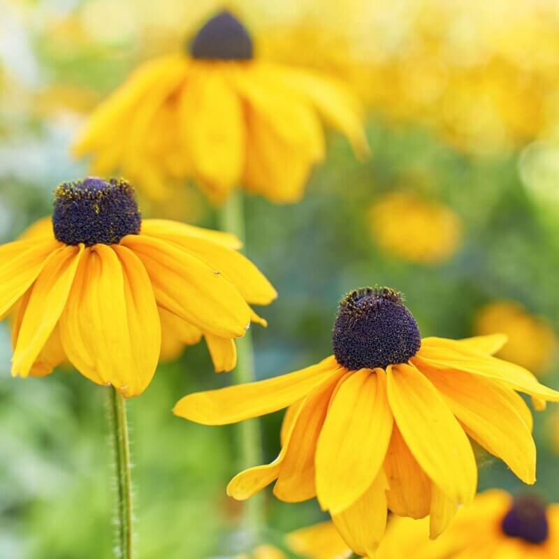 Rudbeckia 'Glitters Like Gold' - Black Eyed Susan | Western Star Nurseries