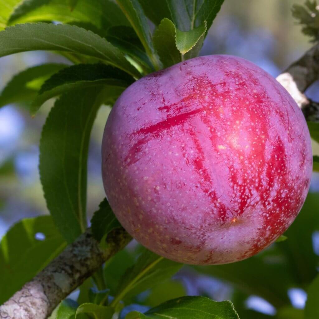 Large, ripe, crimson red fruit with green leaves in the background from a Prunus Salicina 'Santa Rosa',Santa Rosa Plum, tree.