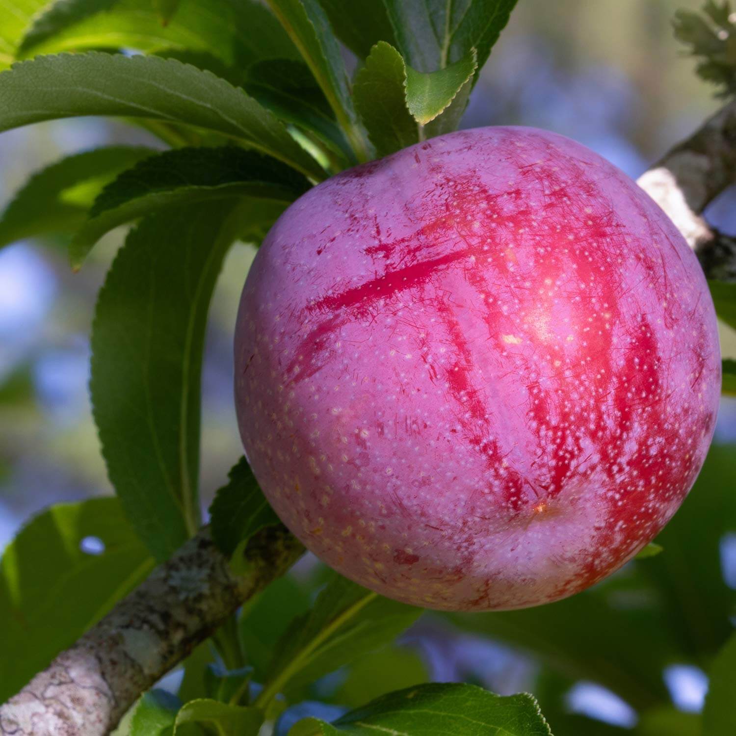 Large, ripe, crimson red fruit with green leaves in the background from a Prunus Salicina 'Santa Rosa',Santa Rosa Plum, tree.