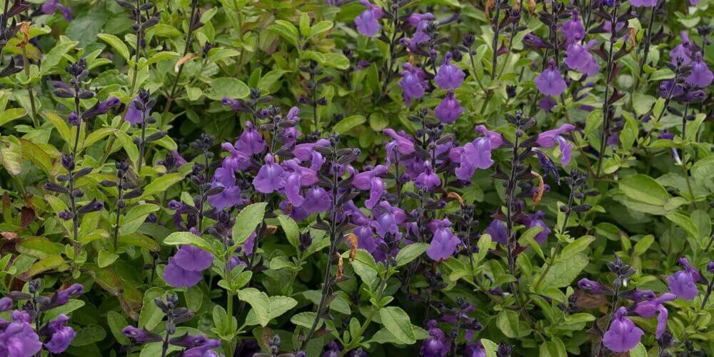 Span of a large green leafed bush with multiple purple flowers from a Salvia Microphylla 'Mesa Azure', Salvia Mesa Azure, shrub