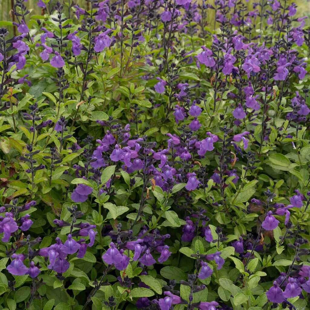 Span of a large green leafed bush with multiple purple flowers from a Salvia Microphylla 'Mesa Azure', Salvia Mesa Azure, shrub