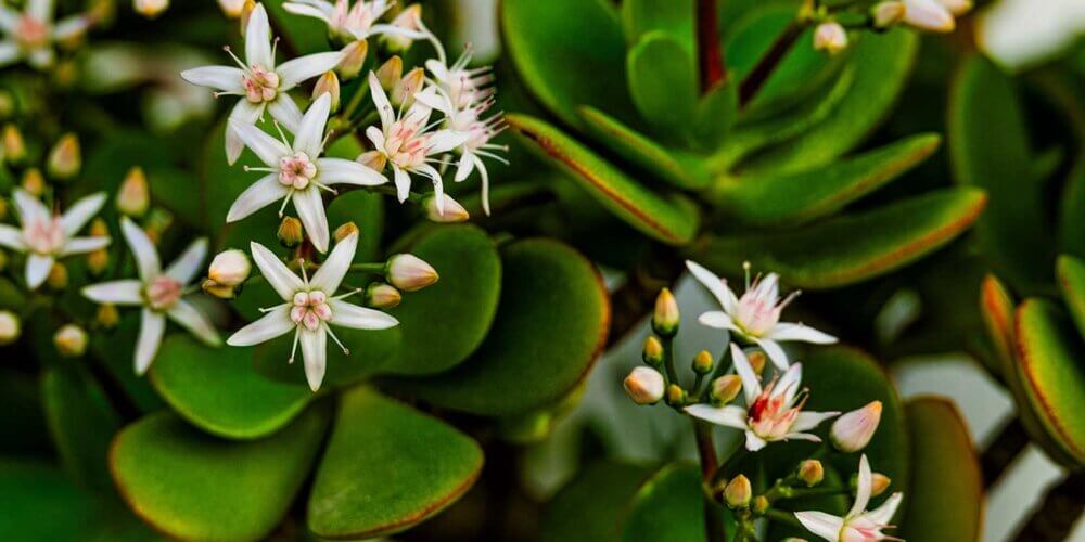 Crassula Ovata, or Jade Plant, thick green leaves with blooming star-shaped whitish-pink flowers