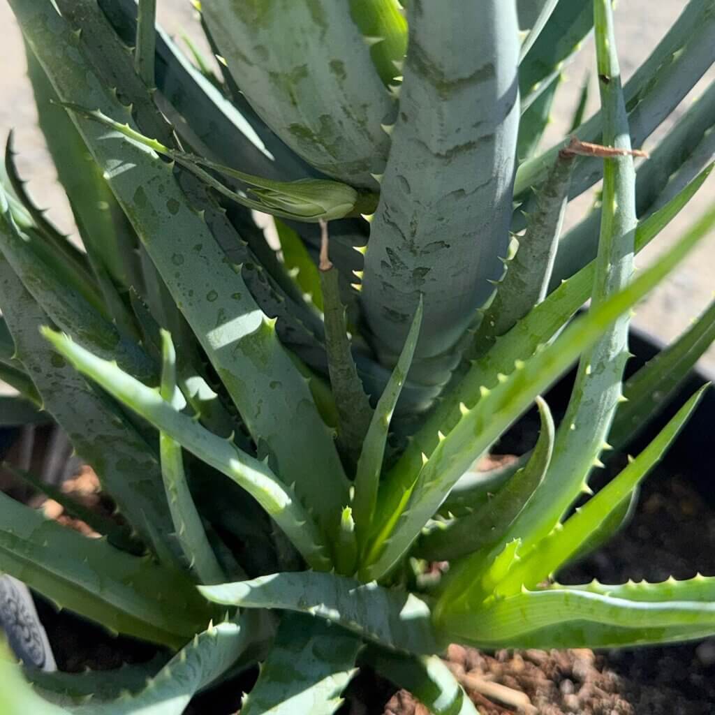 Aloe 'Blue Elf'/ Blue Elf Aloe plant potted with blue-grey leaves growing in an upright form.