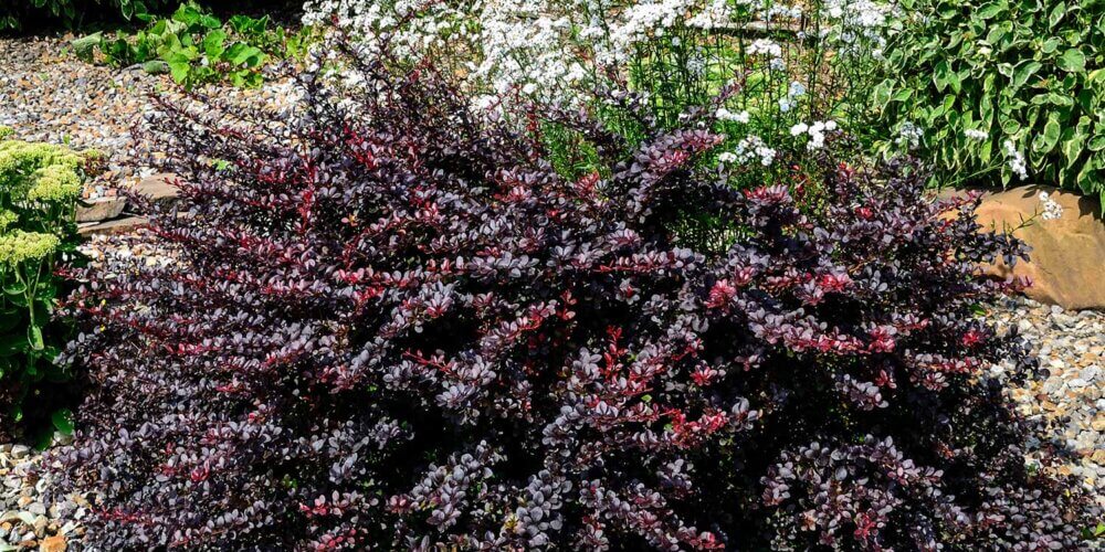 Rounded purple leaved shrub called Berberis Thunbergii 'Concorde' bush planted in garden.