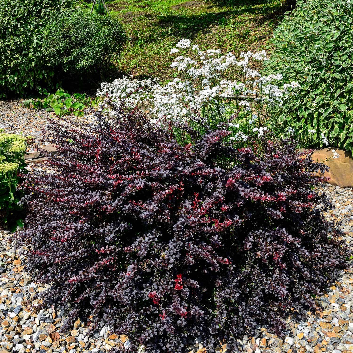 Rounded purple leaved shrub called Berberis Thunbergii 'Concorde' bush planted in garden.