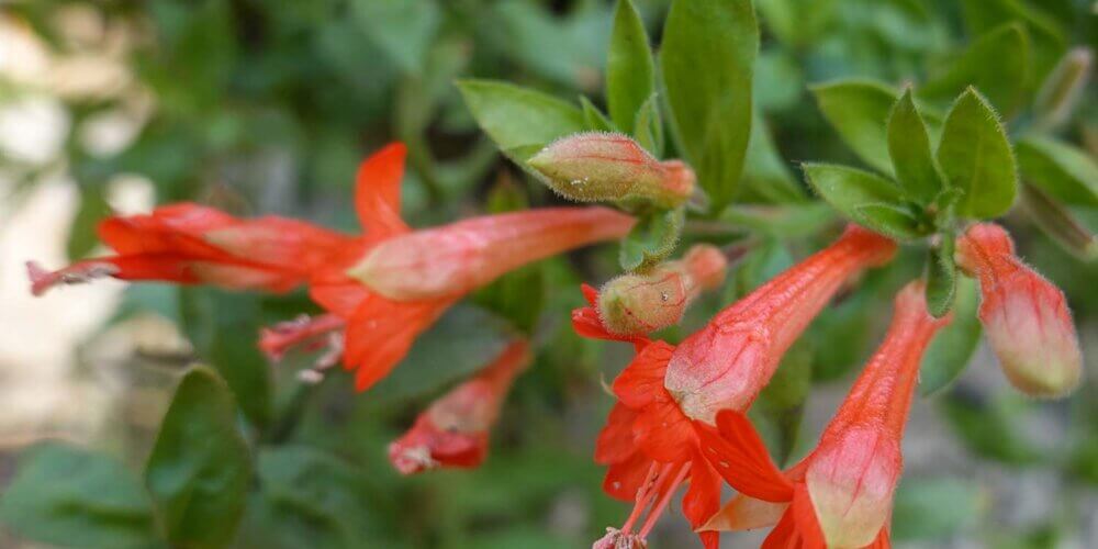 A cluster of tubular magenta-orange flowers with blurred green foliage in the background. Epilobium canum, California Fuchsia subshrub.