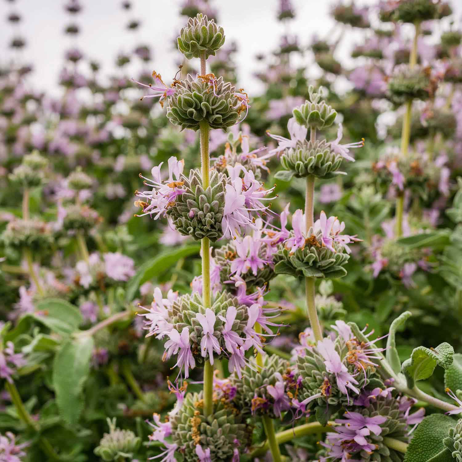 purple flower spires mixed with green foliage fro, Salvia leucophylla 'Point Sal Spreader' , Point Sal Purple Sage plant.