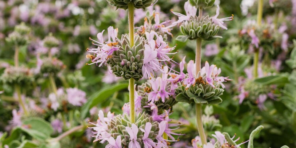 Group of pink flower spikes reaching out above silvery green foliage. Salvia leucophylla 'Point Sal Spreader' or Point Sal Purple Sage.