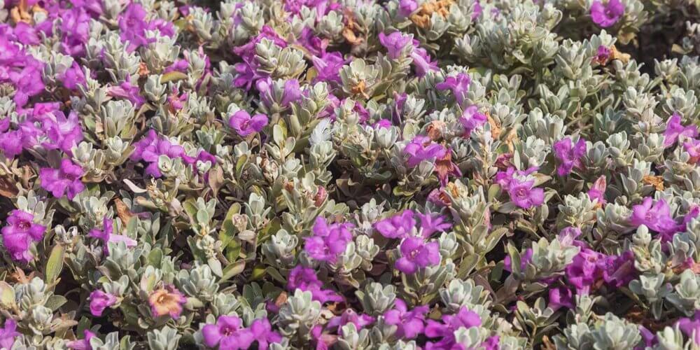 Broad shot of a Leucophyllum candidum 'Thunder Cloud' shrub with densely packed green leaves and purple flowers.