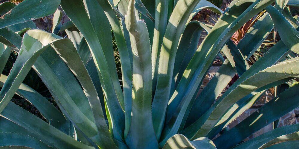 Large Agave Americana succulent with long green leaves with serrated edges.