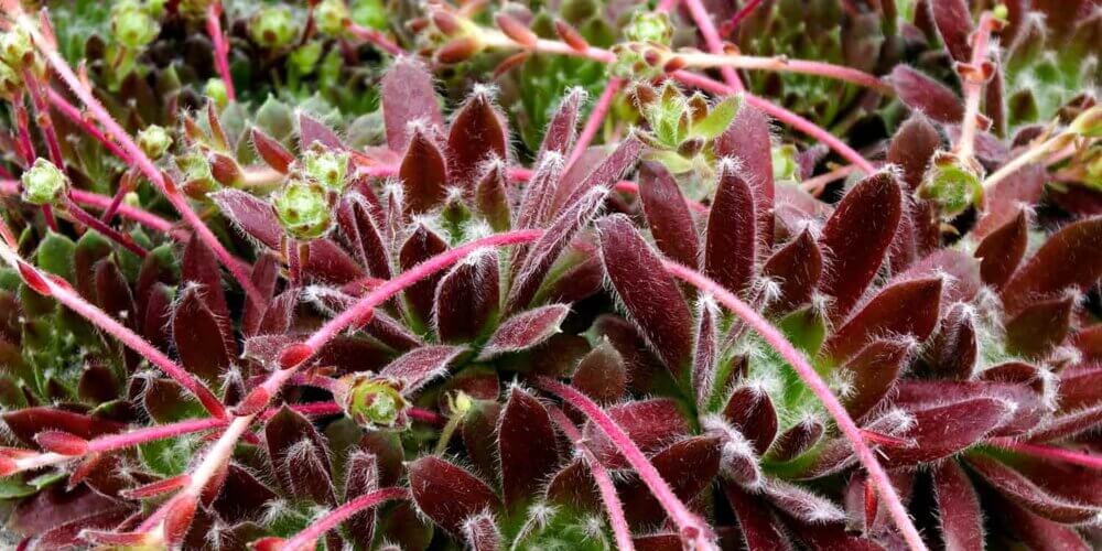 Group of planted succulents with ruby red and green leaves and pink flowers atop long stems. Sempervivum Ruby Heart (Hens and Chicks 'Ruby Heart',