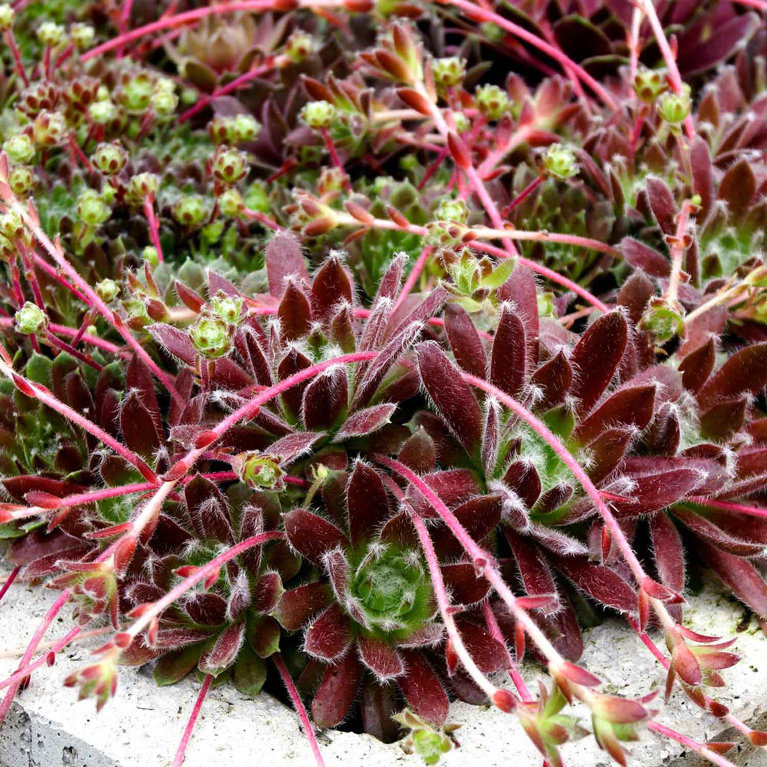 Group of planted succulents with ruby red and green leaves and pink flowers atop long stems. Sempervivum Ruby Heart (Hens and Chicks 'Ruby Heart',