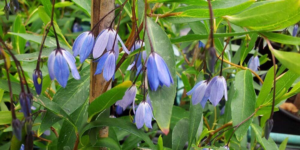 Hanging blue bell shaped flowers with long narrow green foliage in the background. A vine called Sollya heterophylla 'Monterey Bay' or commonly as Australian Bluebell Creeper.