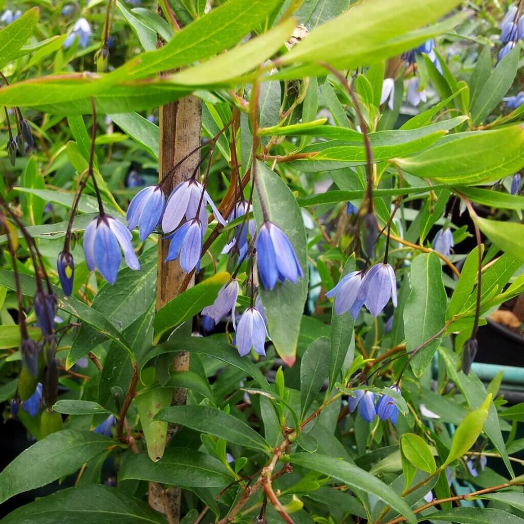Hanging blue bell shaped flowers with long narrow green foliage in the background. A vine called Sollya heterophylla 'Monterey Bay' or commonly as Australian Bluebell Creeper.