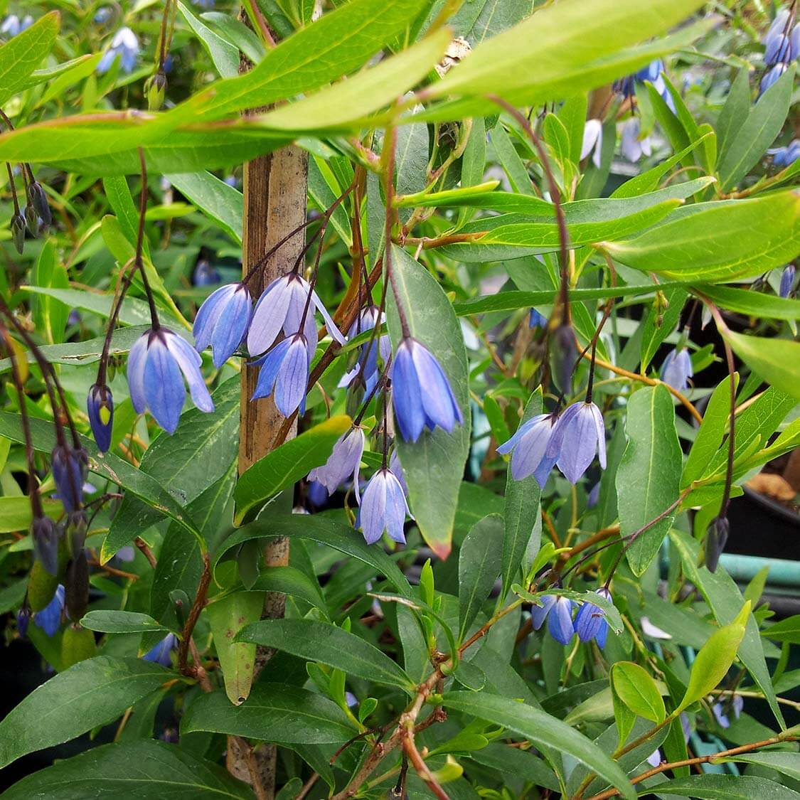 Hanging blue bell shaped flowers with long narrow green foliage in the background. A vine called Sollya heterophylla 'Monterey Bay' or commonly as Australian Bluebell Creeper.