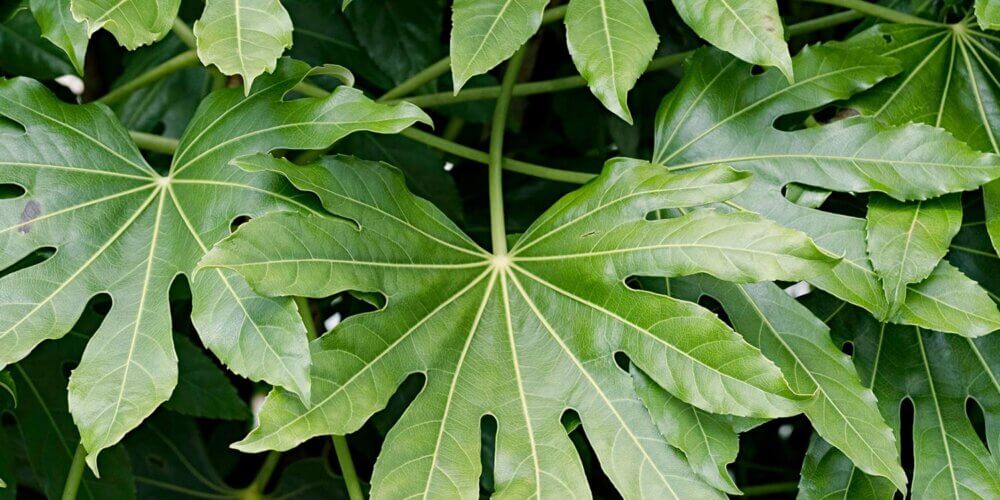 Group of alternating palmate shaped green leaves from a Fatsia Japonica, Japanese Aralia