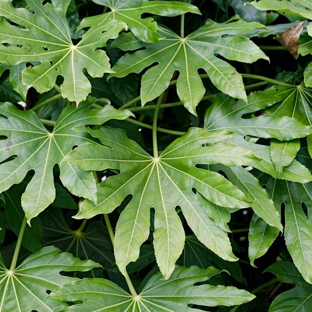 Group of alternating palmate shaped green leaves from a Fatsia Japonica, Japanese Aralia