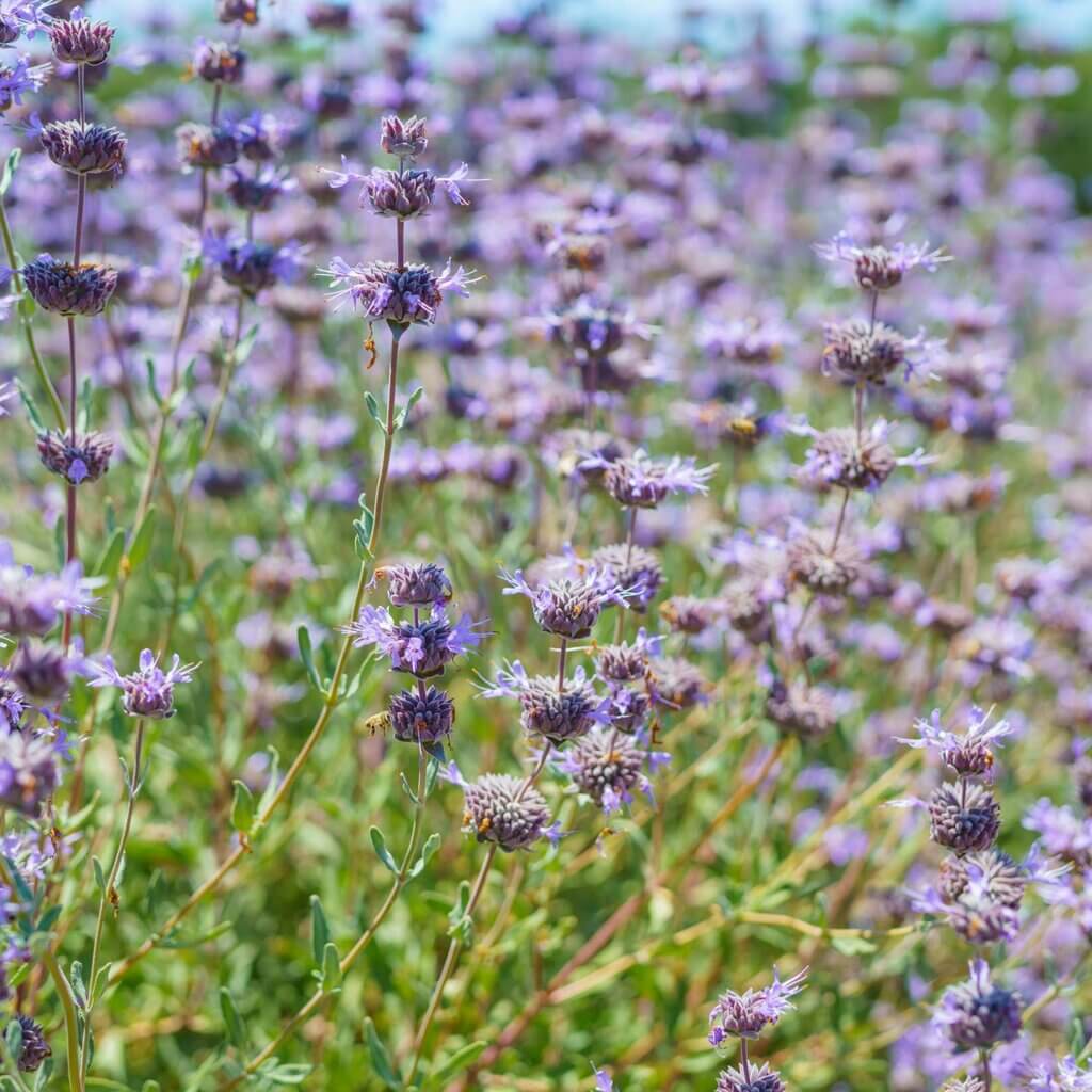 Field of purple whorl formed flowers reaching out above green foliage from a Salvia clevelandii 'Allen Chickering', Allen Chickering Sage, shrub.