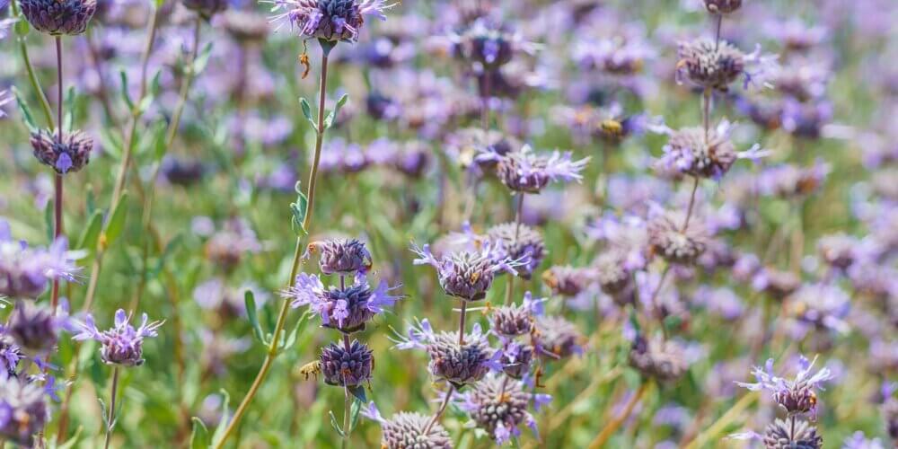 Field of purple whorl formed flowers reaching out above green foliage from a Salvia clevelandii 'Allen Chickering', Allen Chickering Sage, shrub.