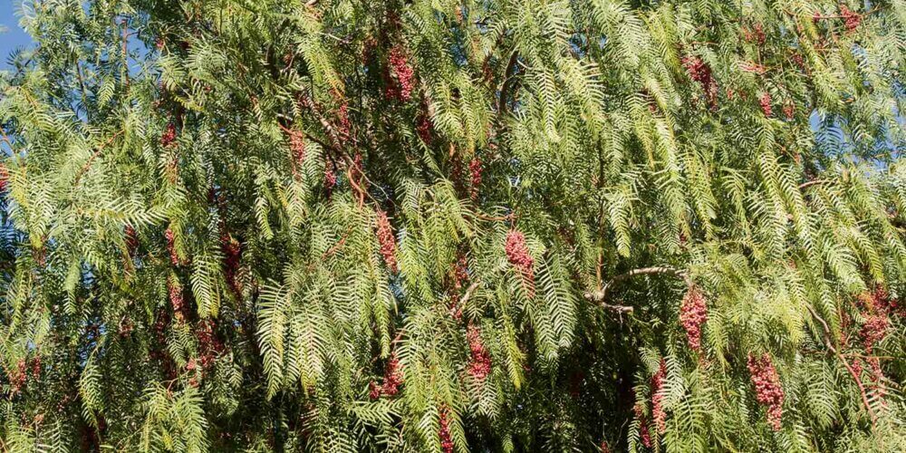 The top of a large tree with weeping-like leaves and red berries or fruit from a Schinus Molle, California Pepper Tree.