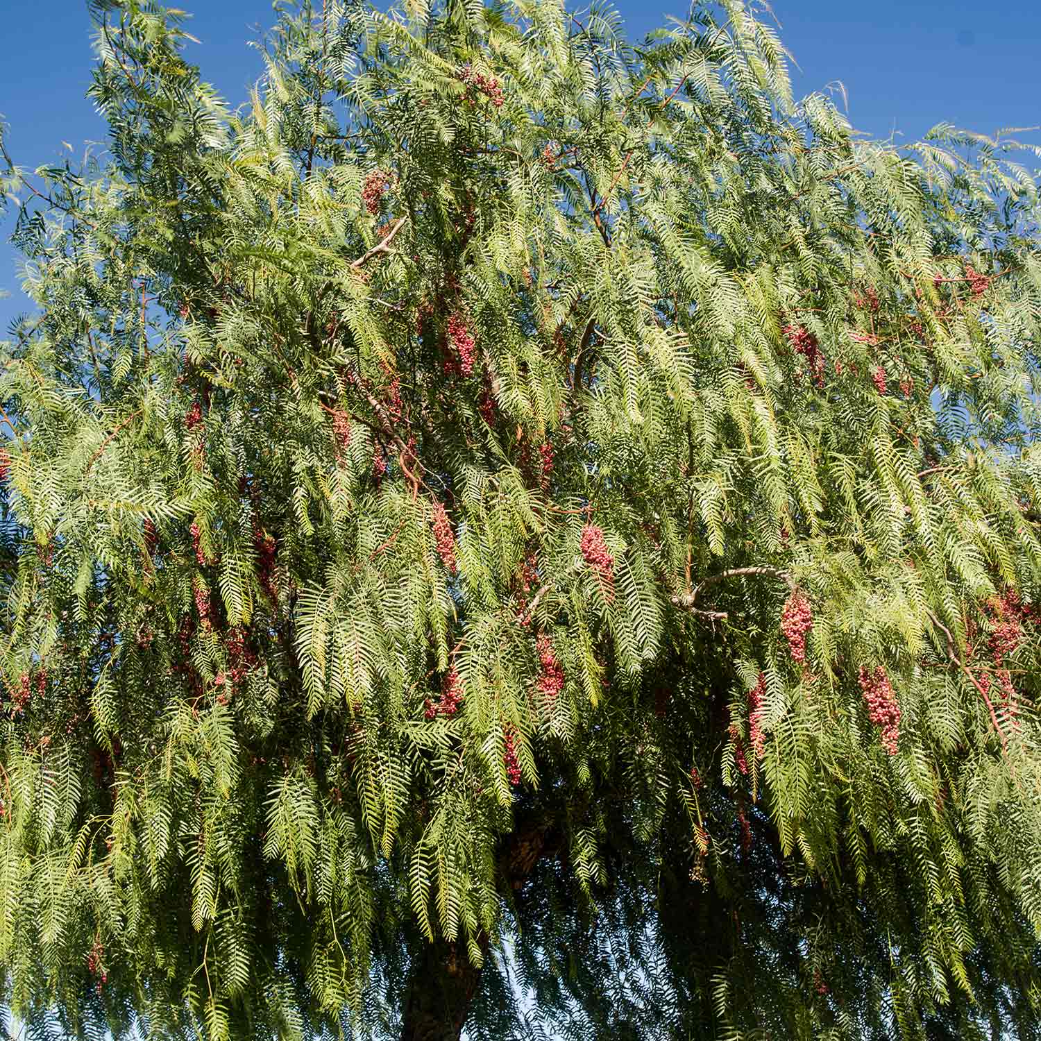 The top of a large tree with weeping-like leaves and red berries or fruit from a Schinus Molle, California Pepper Tree.