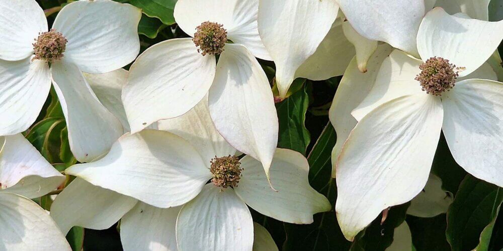 group of four petaled flowers with yellow center blanketing the top of a Cornus Kousa Galilean, Galilean Kousa Dogwood, tree.