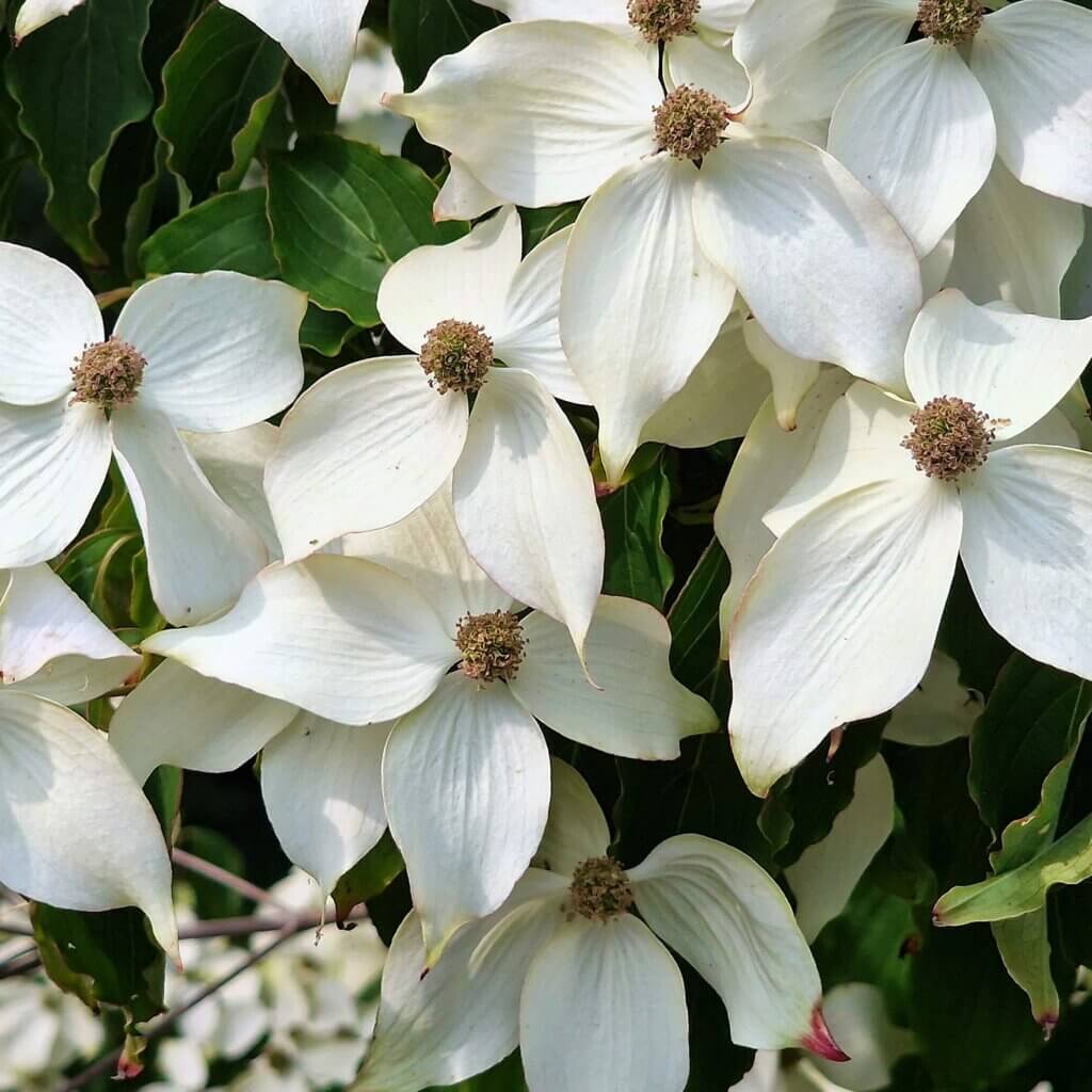 group of four petaled flowers with yellow center blanketing the top of a Cornus Kousa Galilean, Galilean Kousa Dogwood, tree.