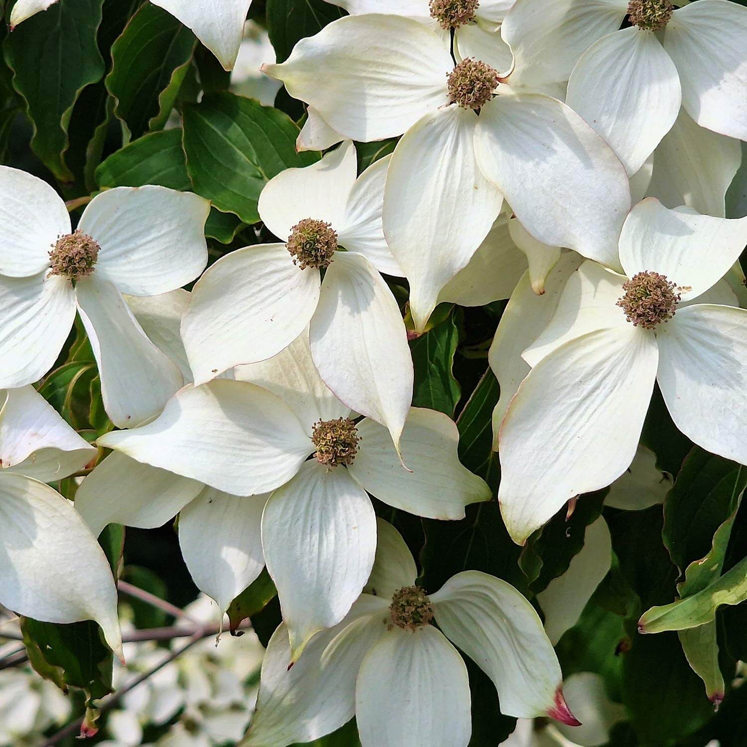 group of four petaled flowers with yellow center blanketing the top of a Cornus Kousa Galilean, Galilean Kousa Dogwood, tree.