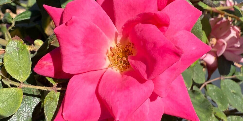 Large pink double petaled rose with yellow center and foliage in the background of a Knock Out® Rose Pink