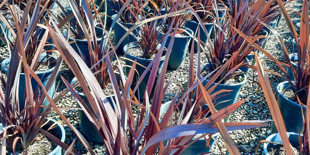 Rows of planted Phormium 'Back Adder' shrubs with sword-like purple-black leaves growing upright and slightly arching at the ends. Commonly known as New Zealand Flax