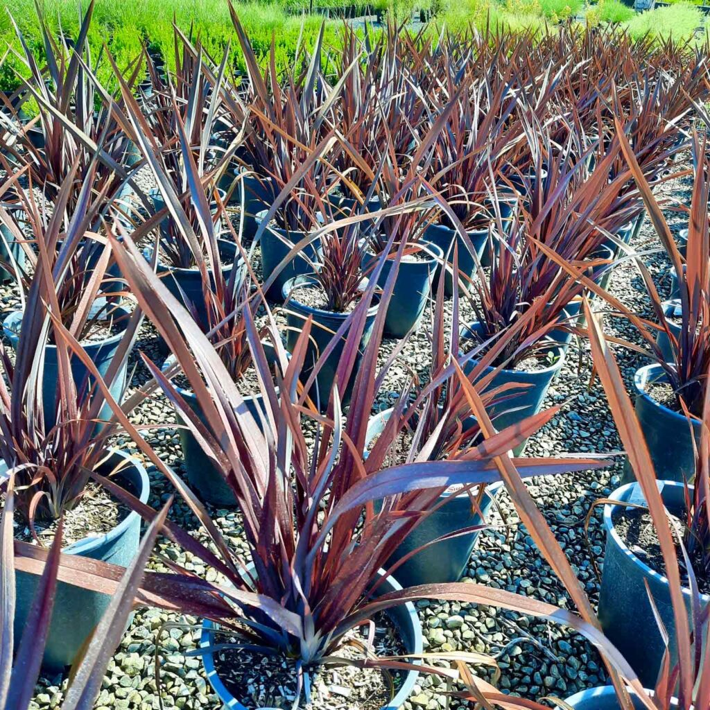 Rows of planted Phormium 'Back Adder' shrubs with sword-like purple-black leaves growing upright and slightly arching at the ends. Commonly known as New Zealand Flax